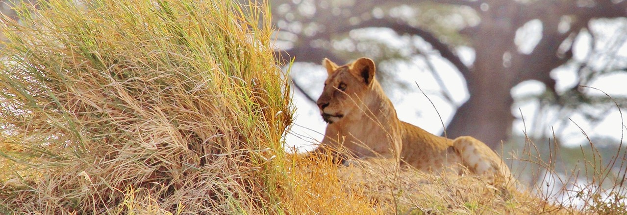 1 Day Safari to Lake Manyara National Park