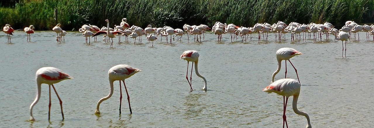 flamingoes-g323ca54c6_1280 (1)