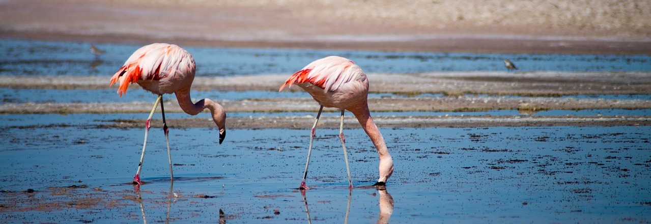 flamingoes-g8346fbb3a_1280 (1)